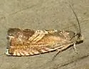 Three-lined Grapholita - Hodges#3443 - photo 5