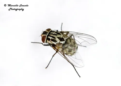 Graphomya maculata - Graphomya maculata