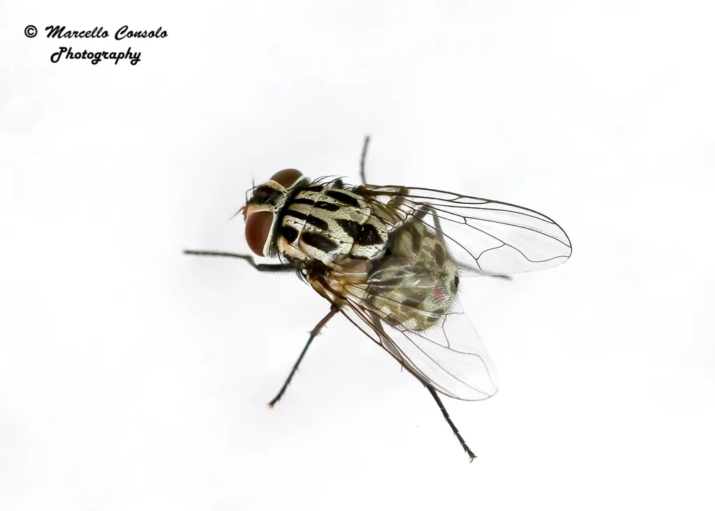 Graphomya maculata - photo 2