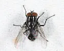 Graphomya minuta