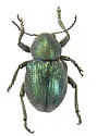 Graphops beryllina