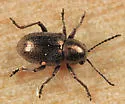 Graphops curtipennis - photo 2