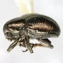 Graphops curtipennis - photo 3