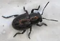 Graphops curtipennis - photo 4
