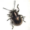 Graphops curtipennis - photo 5