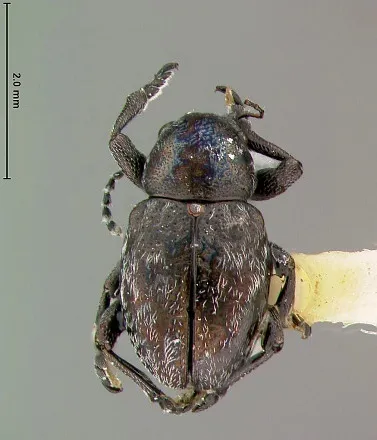 Graphops exilis