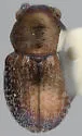 Graphops floridana