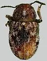 Graphops marcassita