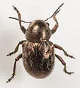 Graphops marcassita - photo 2