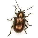 Graphops simplex - photo 2
