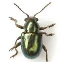 Graphops simplex - photo 3
