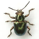 Graphops simplex - photo 4