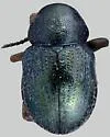 Graphops viridis - Graphops viridis