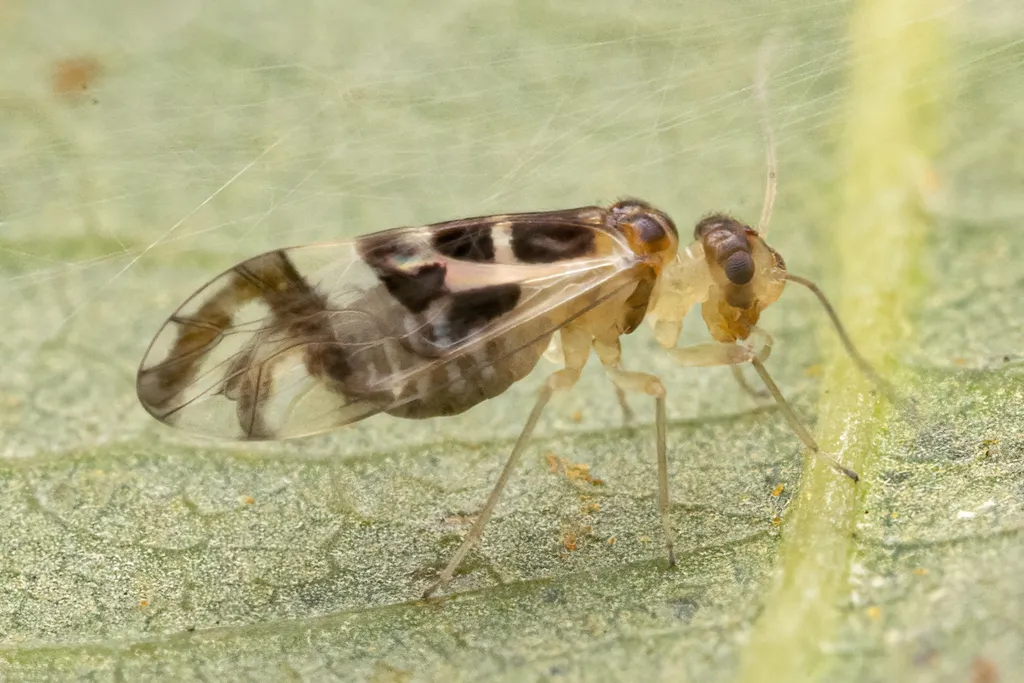 Graphopsocus cruciatus