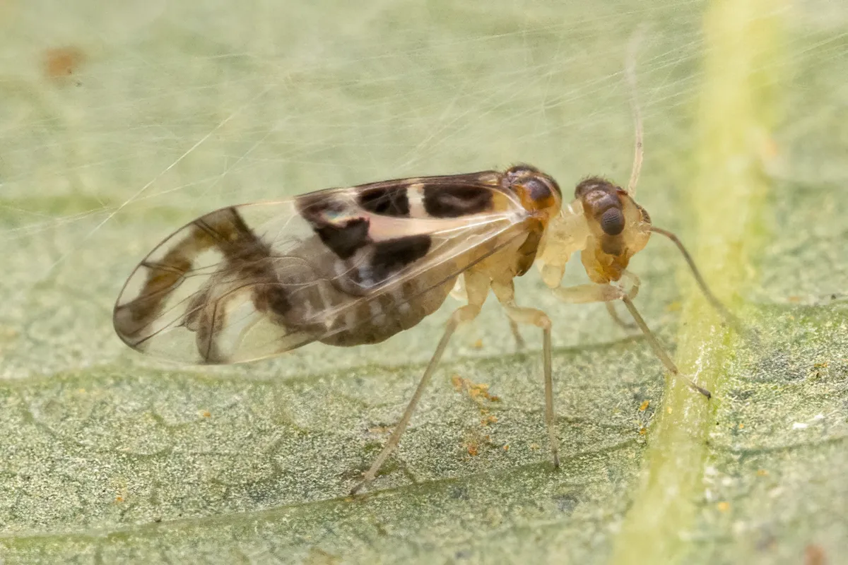 Graphopsocus cruciatus - photo 3