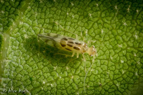 Graphopsocus mexicanus