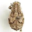 Graphorhinus vadosus