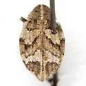 Graphorhinus vadosus - photo 2