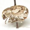 Graphorhinus vadosus - photo 3