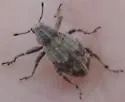 Graphorhinus vadosus - photo 4