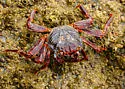 Sally Lightfoot Crab