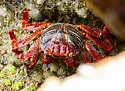 Sally Lightfoot Crab - photo 2