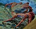 Sally Lightfoot Crab - photo 3