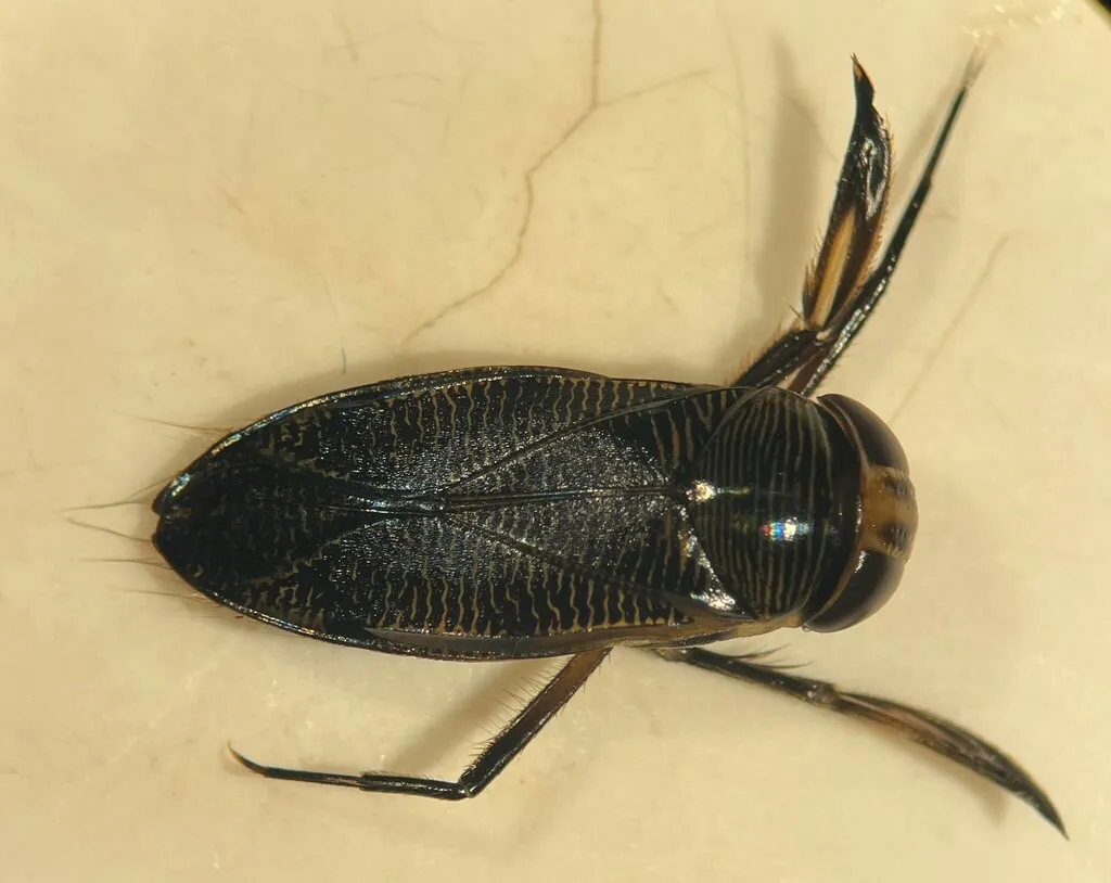 Graptocorixa abdominalis - photo 2
