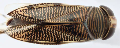 Graptocorixa serrulata