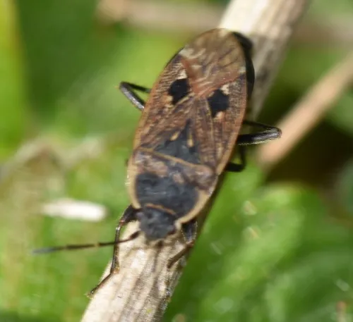 Graptopeltus lynceus