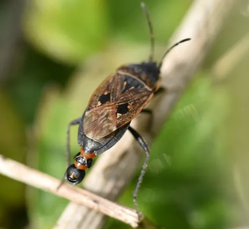 Graptopeltus lynceus - photo 2
