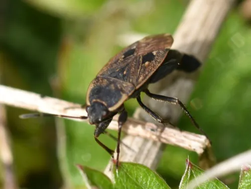 Graptopeltus lynceus - photo 3