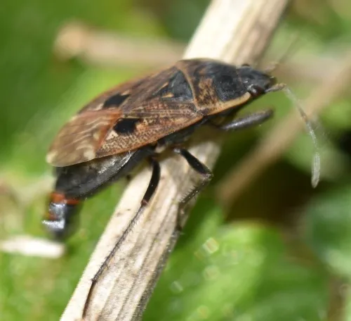 Graptopeltus lynceus - photo 4