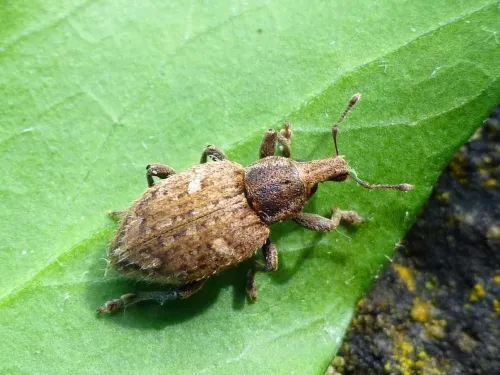 Graptus triguttatus - Graptus triguttatus