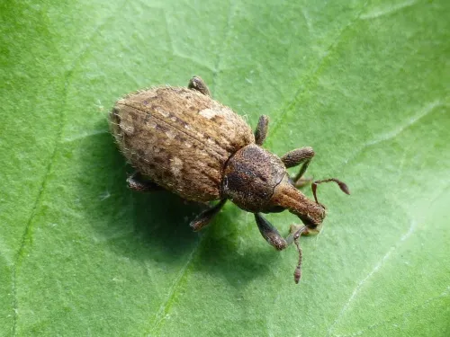 Graptus triguttatus - photo 2