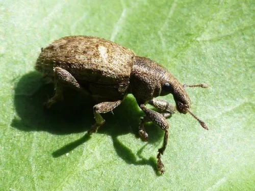 Graptus triguttatus - photo 3