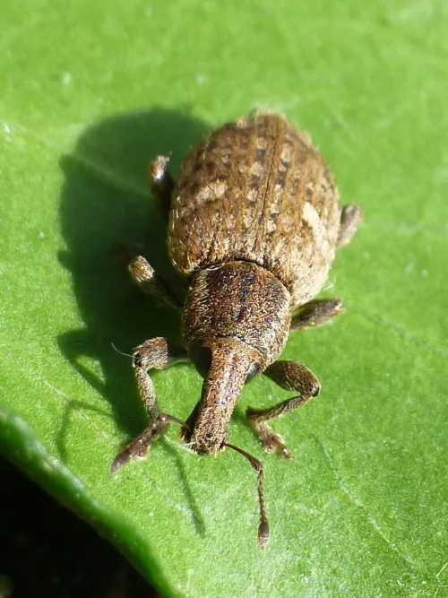 Graptus triguttatus - photo 4