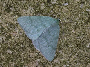 Grass Emerald - Pseudoterpna pruinata