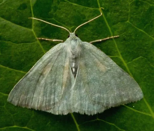 Grass Emerald - photo 2