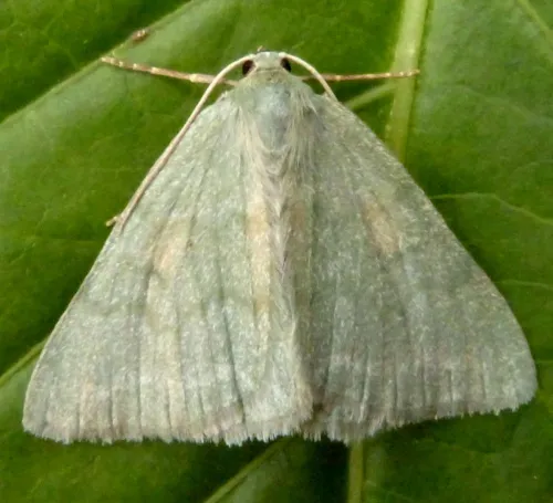 Grass Emerald - photo 3