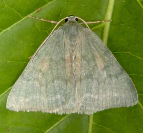 Grass Emerald - photo 4