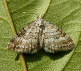 Grass Rivulet