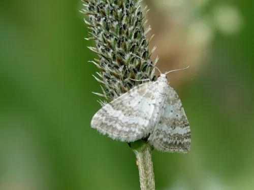 Grass Rivulet - photo 3