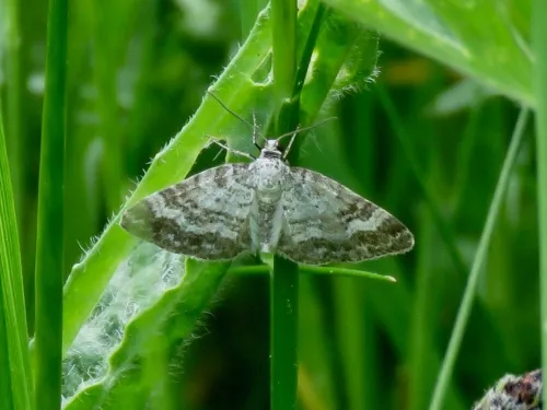 Grass Rivulet - photo 4