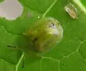 Gratiana boliviana