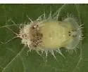 Gratiana boliviana - photo 5