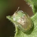 Eggplant Tortoise Beetle - Gratiana pallidula