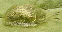 Eggplant Tortoise Beetle - photo 2