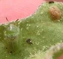 Eggplant Tortoise Beetle - photo 3