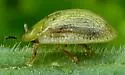 Eggplant Tortoise Beetle - photo 4